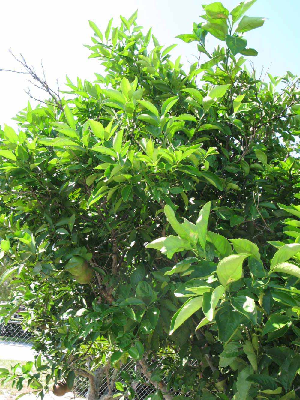              Sun leaves (Winter Haven, FL)       